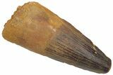 Fossil Spinosaurus Tooth - Robust Tooth #220767-1